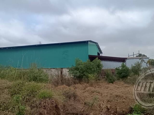 Terreno para Venda em Thomaz Coelho - 6