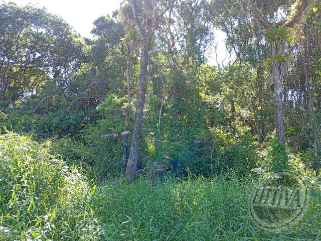 Terreno para Venda em Matinhos - 4